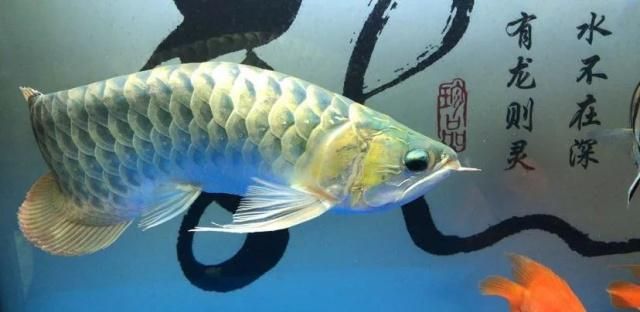 黃金狐貍孔雀龍魚：關(guān)于黃金狐貍孔雀龍魚的一些信息