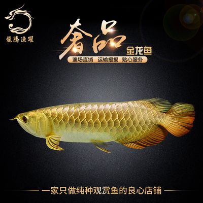 金龍魚運(yùn)輸：金龍魚的運(yùn)輸方法