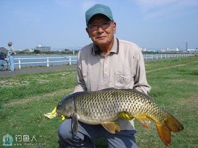 金龍魚的水溫多少度合適釣魚：金龍魚的水溫多少度合適釣魚呢？ 龍魚百科 第2張