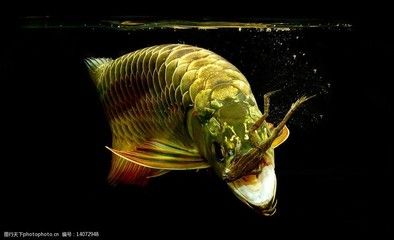 金龍魚(yú) 壁紙：關(guān)于金龍魚(yú)壁紙的一些信息 龍魚(yú)百科 第1張