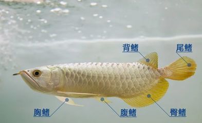 金龍魚尾鰭開裂：金龍魚的尾部開裂是怎么回事？