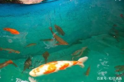 龍魚跟錦鯉混養(yǎng)：龍魚和錦鯉可以混養(yǎng)嗎？