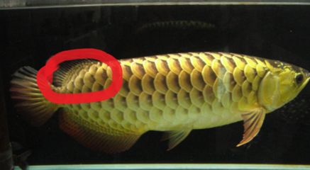 龍魚(yú)怎么樣不掉眼皮：如何預(yù)防和改善龍魚(yú)掉眼皮問(wèn)題 龍魚(yú)百科 第3張