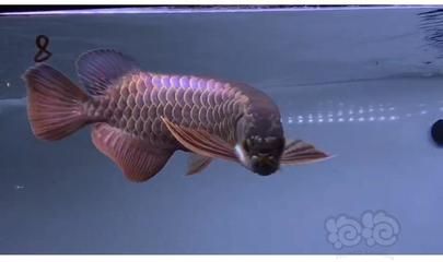 藍底過背龍魚：藍底過背龍魚是一種具有獨特外觀的熱帶觀賞魚