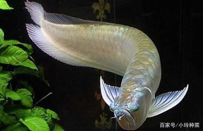 養(yǎng)銀龍魚(yú)風(fēng)水：養(yǎng)銀龍魚(yú)時(shí)，除了考慮風(fēng)水上的講究，還要注意風(fēng)水上的講究 龍魚(yú)百科 第1張