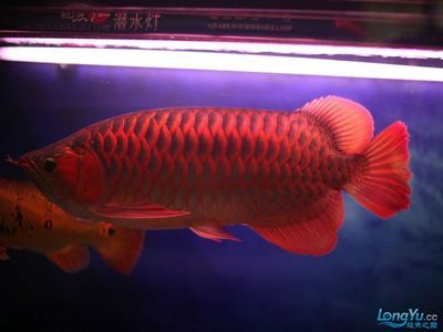 大紅龍和小紅龍魚能混養(yǎng)嗎：大紅龍和小紅龍魚是否能混養(yǎng)，飼主需要有足夠的飼養(yǎng)技巧