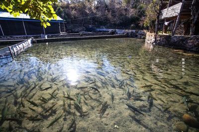 白玉龍魚好養(yǎng)嗎怎么養(yǎng)：白玉龍魚養(yǎng)殖技巧