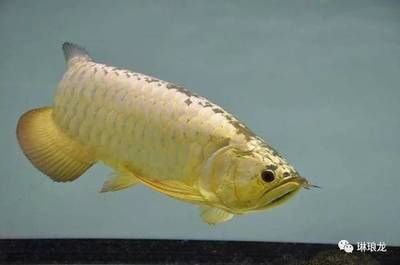 金龍魚怎樣喂食：金龍魚喂食方法，金龍魚怎樣喂食