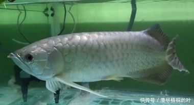 金龍魚吃什么食物最好養(yǎng)：關(guān)于金龍魚吃什么食物最好養(yǎng)