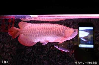 龍魚胃袋需要升溫：龍魚吐胃袋怎么辦 龍魚百科 第3張