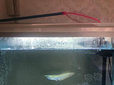 龍魚溫差過大立鱗怎么辦：龍魚溫差過大立鱗怎么辦龍魚溫差過大立鱗處理方法 龍魚百科 第1張