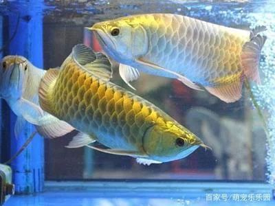 龍魚低溫過冬怎么辦：龍魚低溫過冬怎么辦，魚主人需要采取一些措施來保證安全