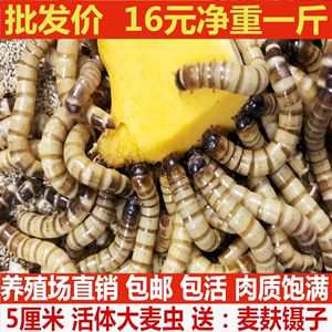 金龍魚喂面包蟲的好處：喂食面包蟲的好處 龍魚百科