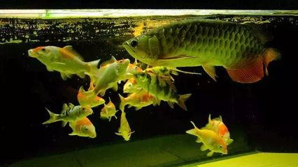 錦鯉飼料喂龍魚好嗎：錦鯉飼料可以喂給龍魚嗎？ 龍魚百科 第3張