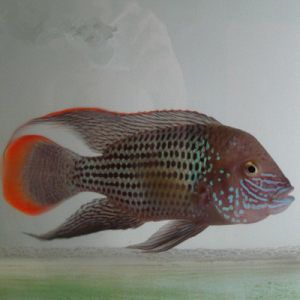 大白龍魚(yú)多少錢一只：大白魚(yú)和龍魚(yú)的價(jià)格在每斤30元左右，多少錢一只 龍魚(yú)百科 第1張