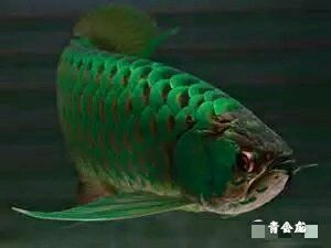 龍魚吐出綠色的黏膜：龍魚吐出綠色黏膜可能是由于食物問題、水質(zhì)問題引起的 龍魚百科 第2張