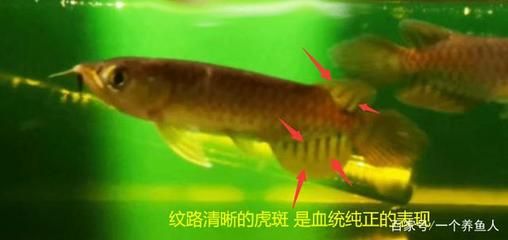 龍魚尾鰭斷了用剪掉么：龍魚尾部斷裂了怎么辦 龍魚百科 第3張