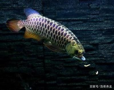 跟金龍魚混養(yǎng)的魚能吃嗎：與金龍魚混養(yǎng)的魚能吃嗎？