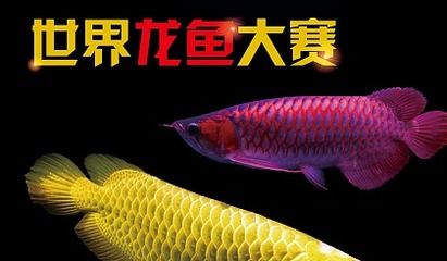 龍魚怎么訓(xùn)練互動的：如何訓(xùn)練龍魚互動 龍魚百科 第2張