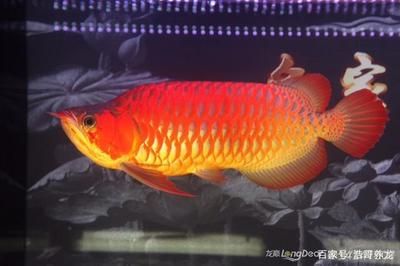 紅龍魚(yú)最佳配魚(yú)是什么魚(yú)：紅龍魚(yú)最佳配魚(yú) 龍魚(yú)百科 第2張