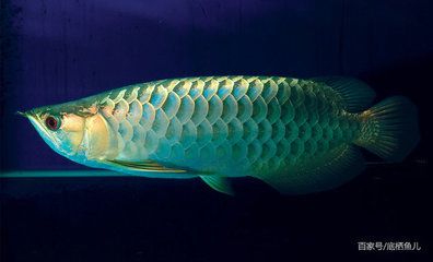 巨骨舌魚龍魚：巨骨舌魚和龍魚有什么區(qū)別 龍魚百科 第3張