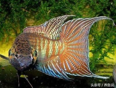 紅龍金龍魚價(jià)格走勢圖最新：\