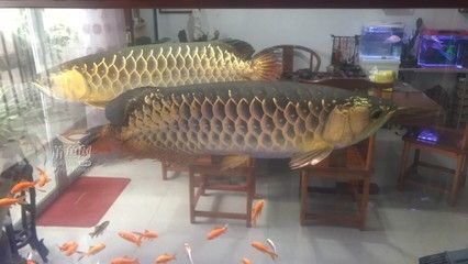 惠來金龍魚：關于惠來金龍魚的一些信息