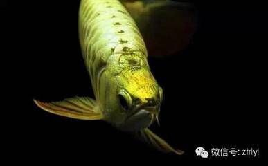 為什么喜歡龍魚(yú)呢：為什么人們喜歡養(yǎng)龍魚(yú)？