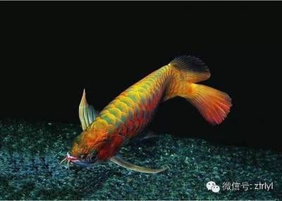 為什么喜歡龍魚(yú)呢：為什么人們喜歡養(yǎng)龍魚(yú)？