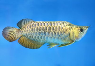 金龍魚拔掉鱗片：金龍魚拔掉鱗片會(huì)怎樣？