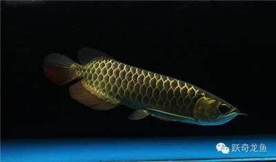 李亞四金龍魚(yú)特點(diǎn)：李亞四金龍魚(yú)以其獨(dú)特的血統(tǒng)和外觀特點(diǎn)在龍魚(yú)界享有盛譽(yù) 龍魚(yú)百科 第1張