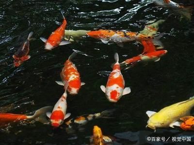 龍魚慢養(yǎng)和壓養(yǎng)的區(qū)別在哪：龍魚慢養(yǎng)和壓養(yǎng)的區(qū)別 龍魚百科 第3張