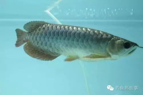 龍魚怎么預(yù)防內(nèi)寄病毒感染：如何預(yù)防龍魚內(nèi)寄病毒感染 龍魚百科 第1張