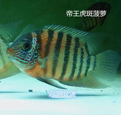 龍魚的虎斑是什么：虎斑恐龍王是一種多鰭魚屬的魚類