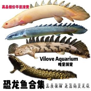 龍魚的虎斑是什么：虎斑恐龍王是一種多鰭魚屬的魚類