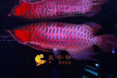 短身紅龍魚飼養(yǎng)：短身紅龍魚的飼養(yǎng)方法 龍魚百科 第1張