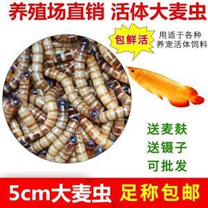 龍魚喂面包蟲一次喂多少：龍魚喂食面包蟲一次喂多少龍魚喂面包蟲一次喂多少 龍魚百科 第3張