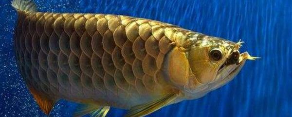 龍魚(yú)浮頭張嘴呼吸急促：為什么龍魚(yú)浮頭張嘴呼吸急促