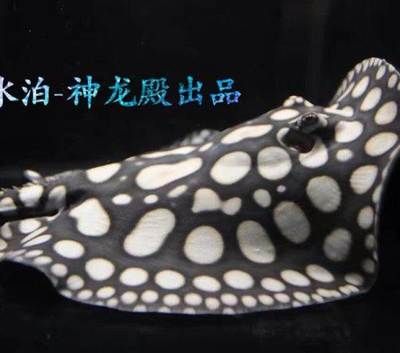 和興龍魚(yú)水族館：北京和興龍魚(yú)貿(mào)易 龍魚(yú)百科 第1張