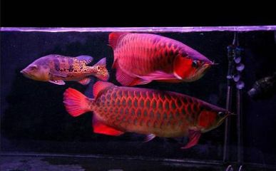 紅尾河虎魚(yú)龍魚(yú)混養(yǎng)：紅尾河虎魚(yú)與龍魚(yú)混養(yǎng)可以成為一種美麗的觀賞體驗(yàn)