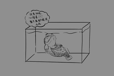 極魚龍魚：極魚龍魚缸售后服務不佳，實體店售后服務更是不懂