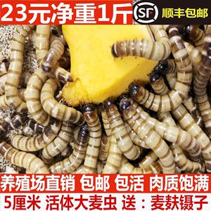 金龍魚只吃大麥蟲怎么改口：金龍魚只吃大麥蟲怎么改口呢？ 龍魚百科 第1張