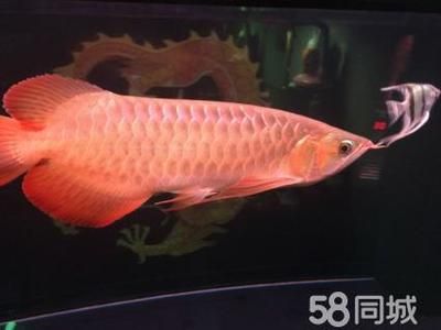 賓利紅龍魚是什么品種：“賓利紅龍魚”可能指的是哪個品種紅龍魚的品種