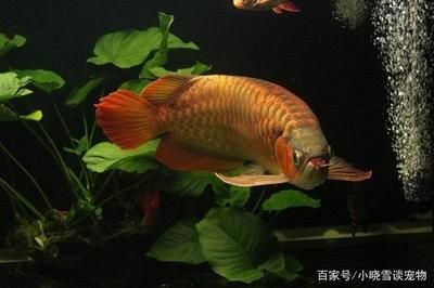 怎么挑紅龍魚：怎么挑選紅龍魚 龍魚百科 第3張