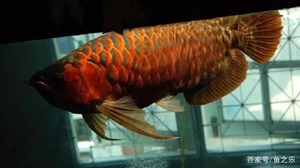 龍魚一會趴缸一會游來游去：龍魚為什么會趴缸？ 龍魚百科 第3張