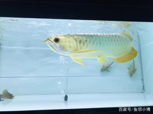 金龍魚炮彈頭是什么樣：金龍魚炮彈頭是一種特殊的頭型，炮彈頭是一種特殊的頭型 龍魚百科