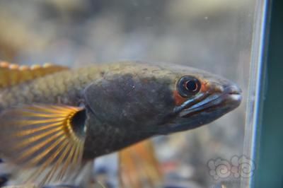 血斑1型雷龍魚是什么品種：關于血斑1型雷龍魚的詳細信息