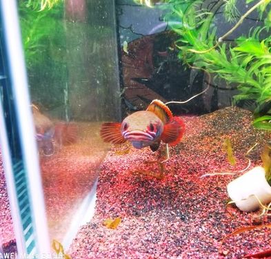 血斑1型雷龍魚是什么品種：關于血斑1型雷龍魚的詳細信息