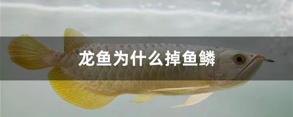 龍魚掉了10多個魚鱗：龍魚掉了10多個魚鱗怎么辦 龍魚百科 第2張