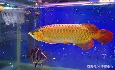 世界上一共有多少種龍魚：亞洲龍魚主要包括以下幾個品種,世界上一共有多少種龍魚 龍魚百科 第2張